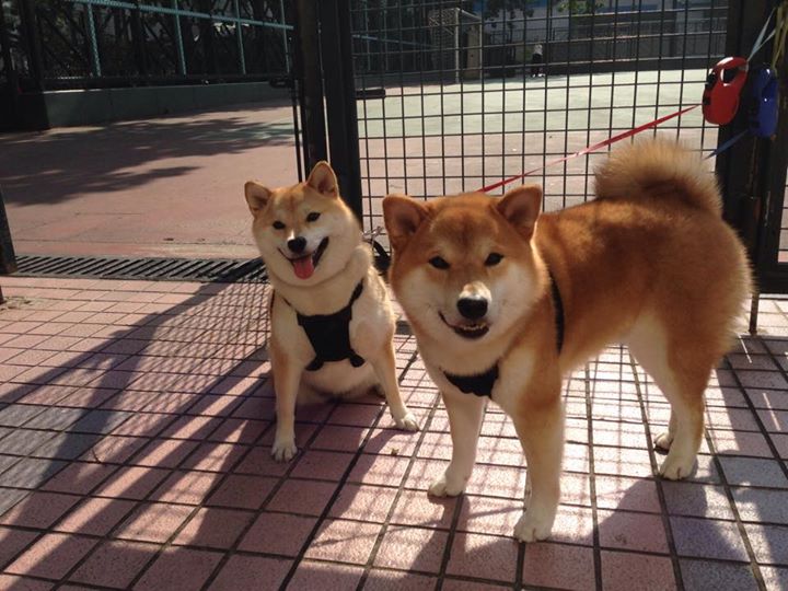 _猛龙奋起直追，逐渐逼近强敌_，猛龙追击